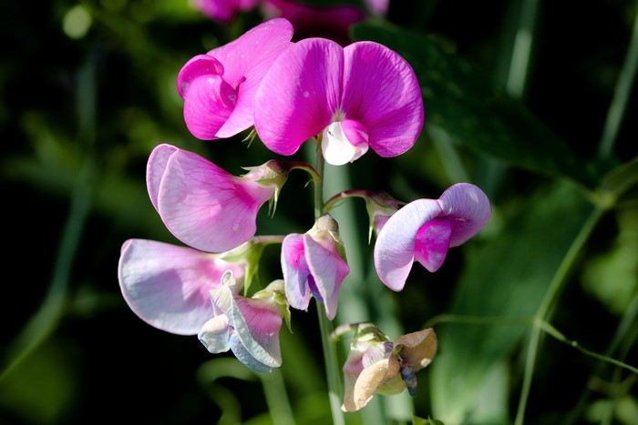 Pink Sweet Pea Flowers with Bokeh