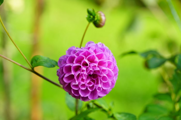 Pink Dahlia flower with bud