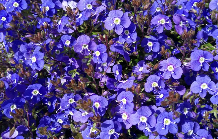 A close-up of many small purple Aubrieta flowers