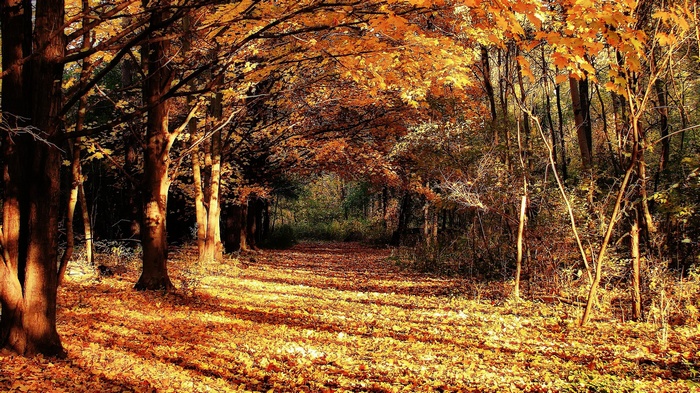 Autumn forest path with fallen leaves