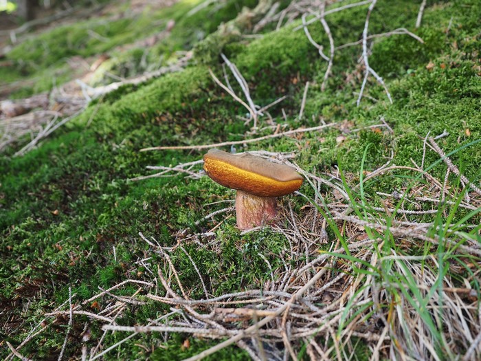 Mushroom on mossy forest floor