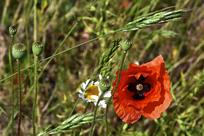 Red poppy flower with seed pods and grass