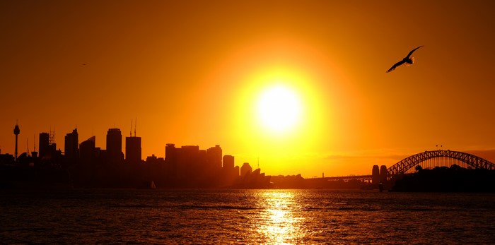 Sydney skyline and bridge at sunset with bird
