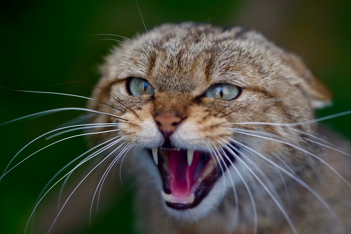 Close-up of a wild cat roaring