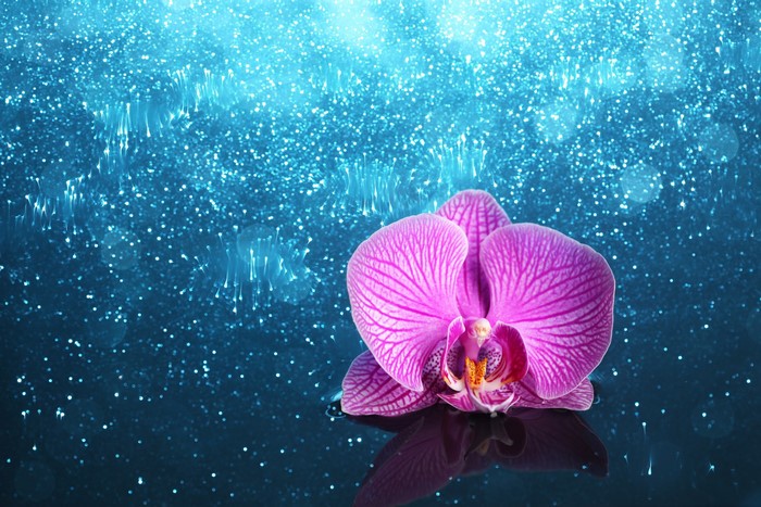 Pink orchid on a blue sparkling background