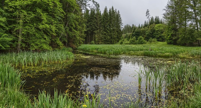 Swampy forest pond in Bavaria, Germany