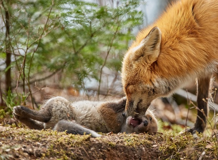 Two Foxes Playing in Forest