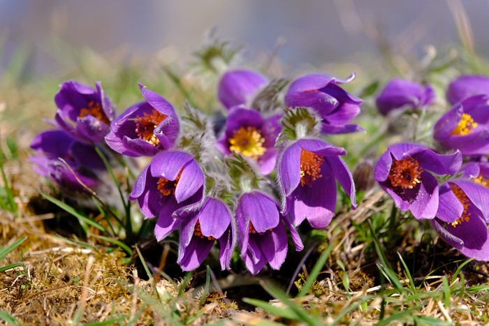 Purple Pulsatilla flowers in grass