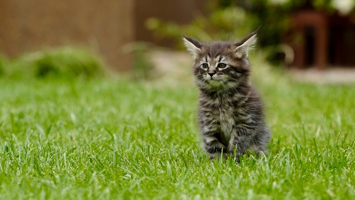 Kitten sitting on grass with bokeh background