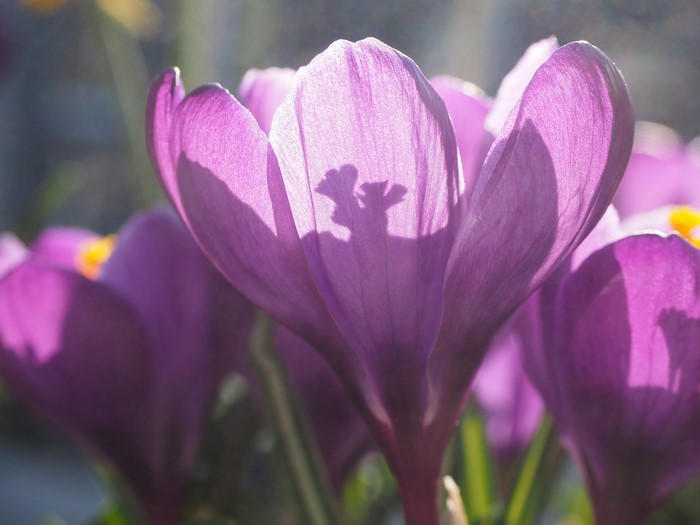 4K Crocuses Closeup Violet