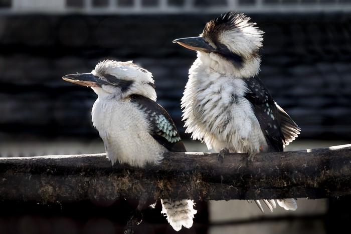 Two Kookaburras on a Branch