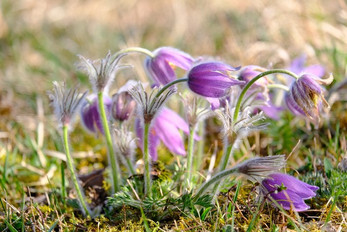 Purple Pulsatilla flowers in a grassy field