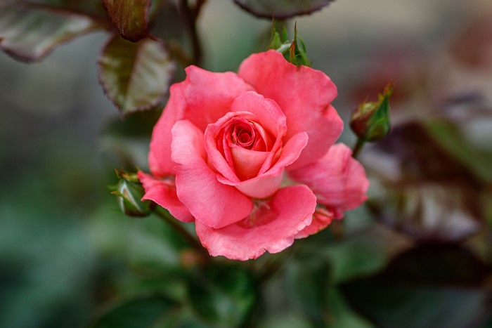 Pink Rose with Buds and Leaves