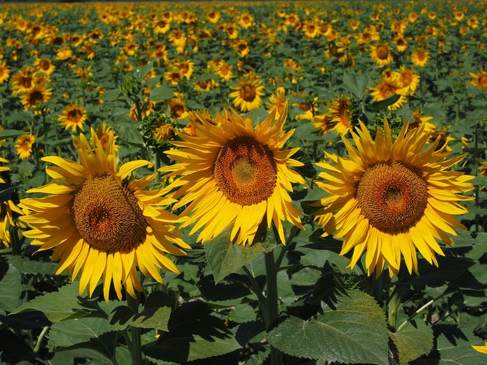 4K Field of Sunflowers