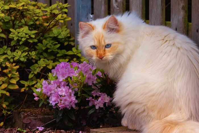 White cat with blue eyes near rhododendron flowers