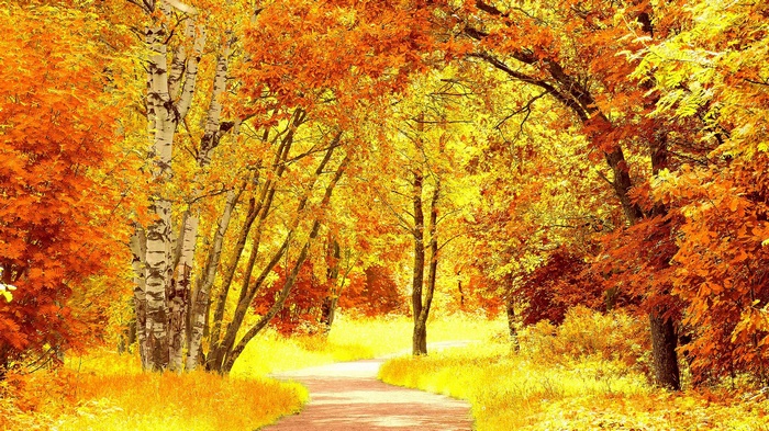 A winding path through an autumn forest with vibrant foliage