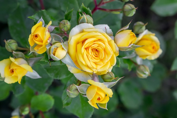 Yellow Roses and Buds