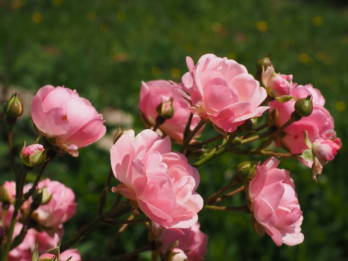 Pink Roses and Buds Closeup