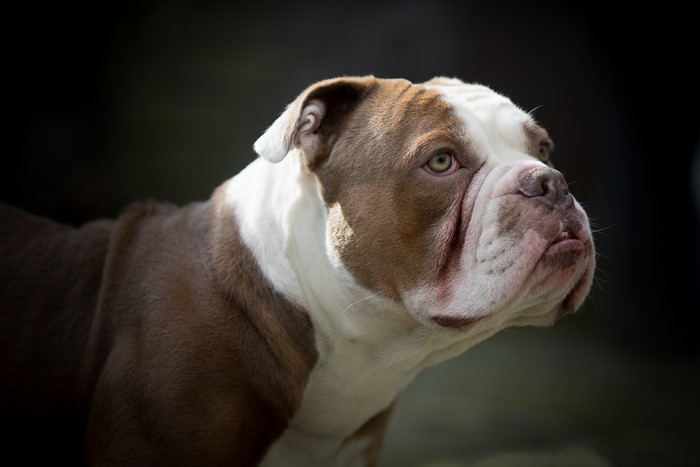 Brown and white bulldog looking to the side