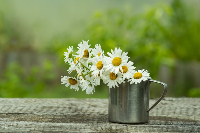 Bouquet of Camomiles in a Mug