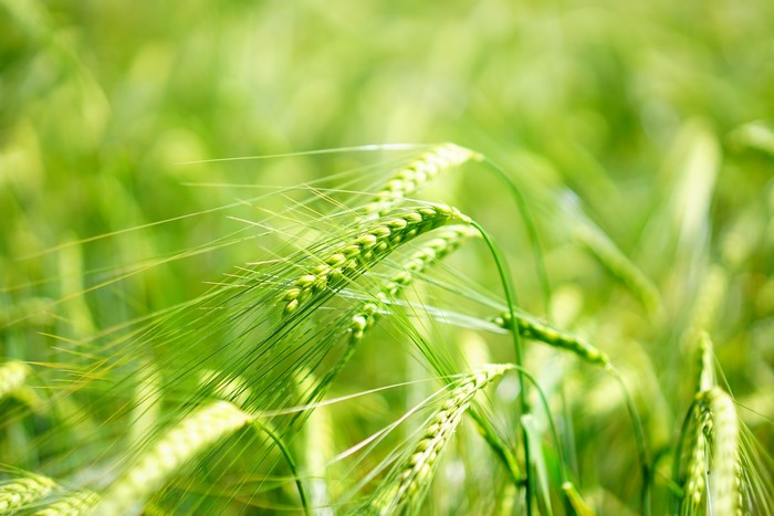 Barley field closeup with bokeh
