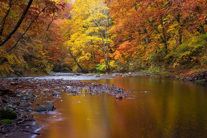 Autumn forest with a river and colorful trees