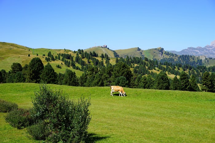 Cow grazing in the Dolomites, Italy