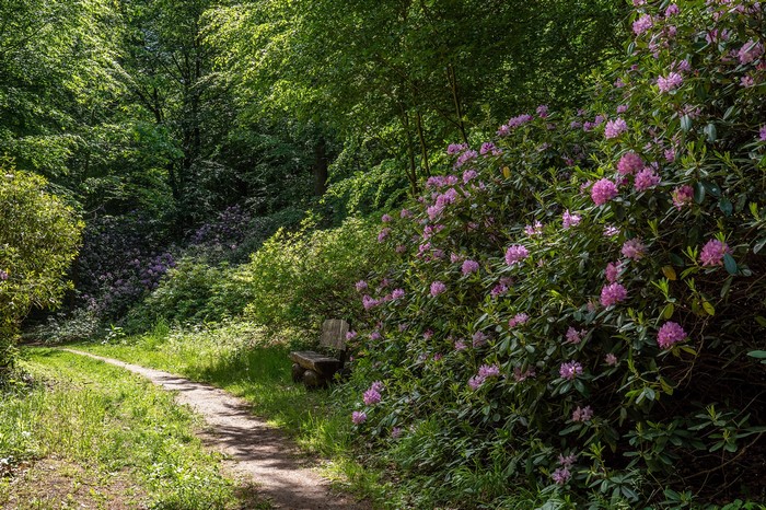 Path through Wiesenburg Castle Park with Rhododendrons