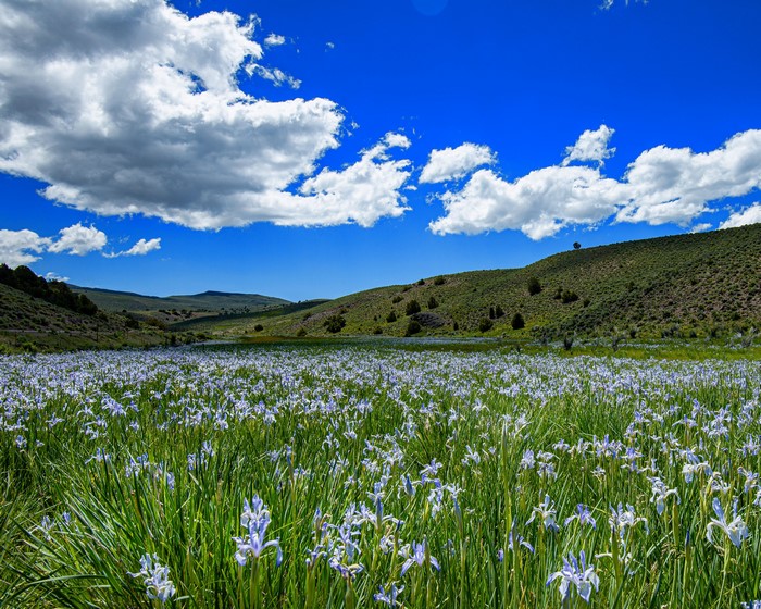 Field of Irises under a Blue Sky with Clouds