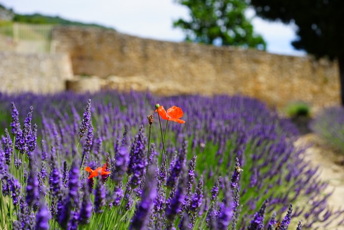 Field of Lavender and Poppies with Stone Wall