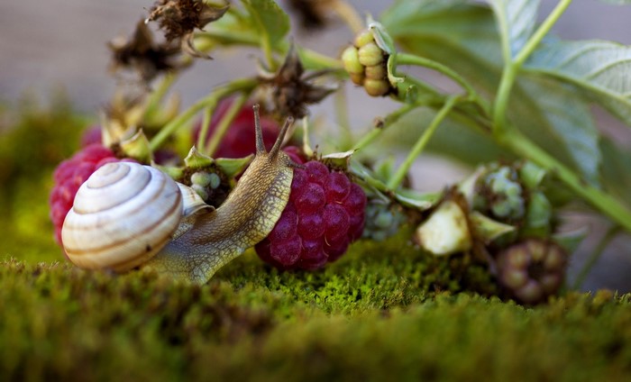 Snail on a raspberry bush