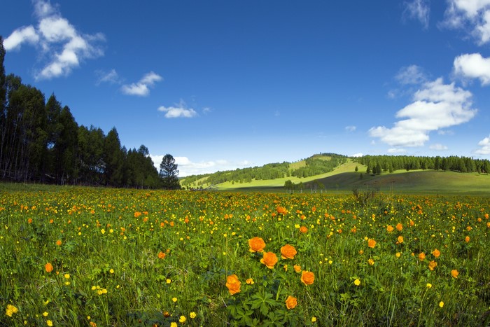 Field of Orange Flowers Under Blue Sky