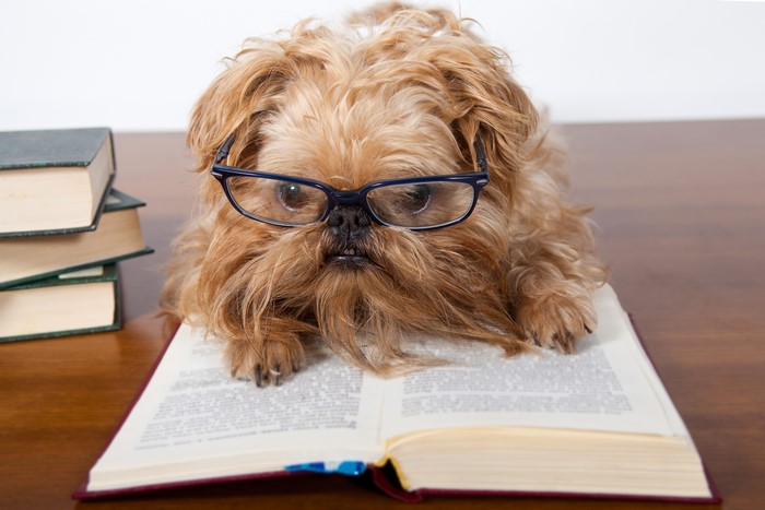Dog wearing glasses reading a book