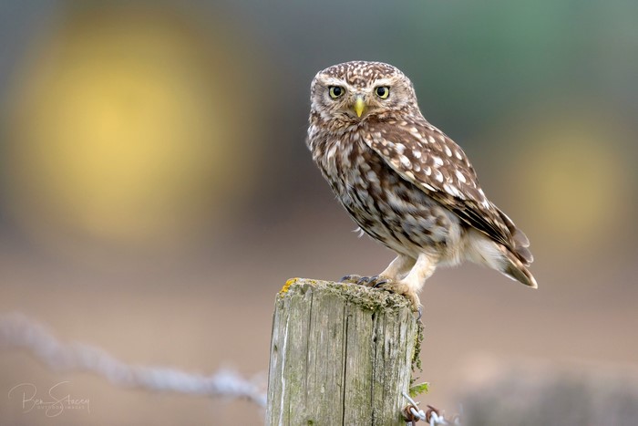 Little Owl perched on a wooden post