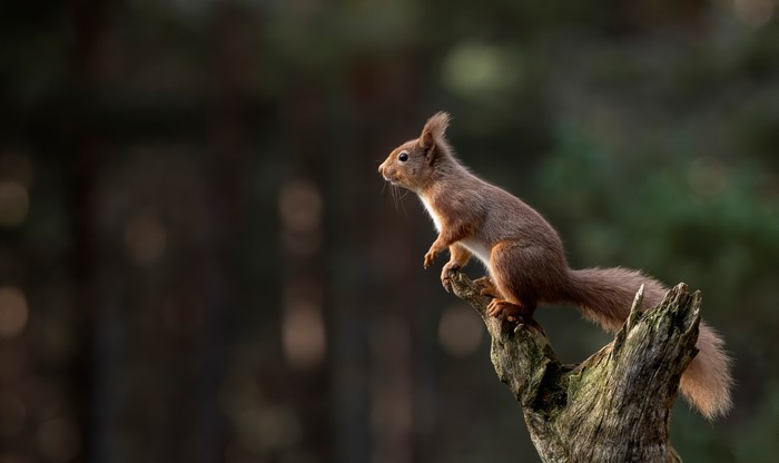 Red Squirrel on a branch with bokeh background