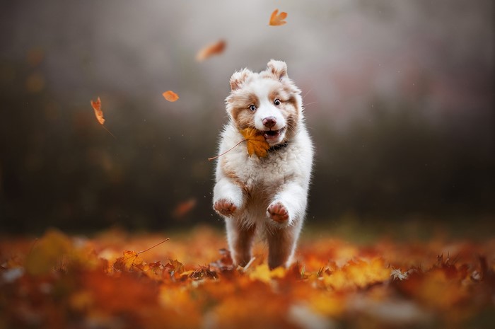 Puppy running with a leaf in its mouth in autumn