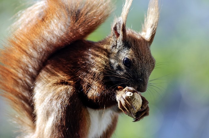 4K Closeup of a Squirrel Eating a Nut