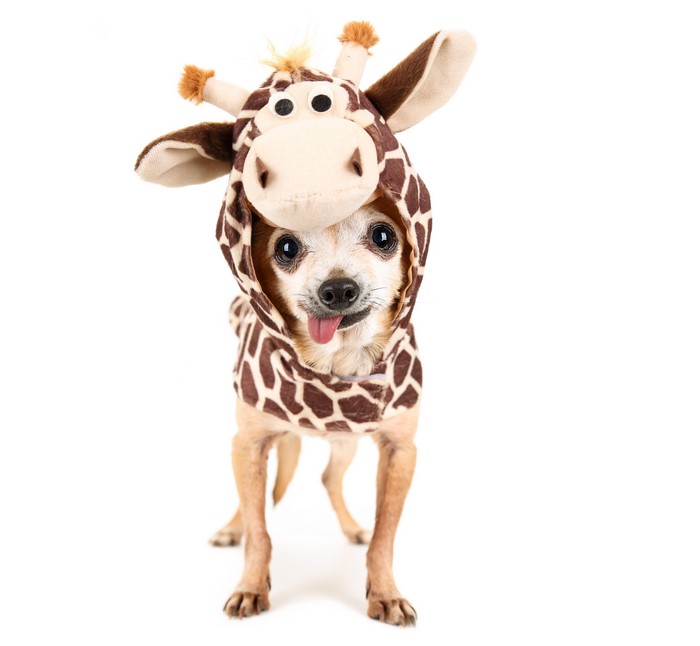 Chihuahua dog in giraffe costume on white background