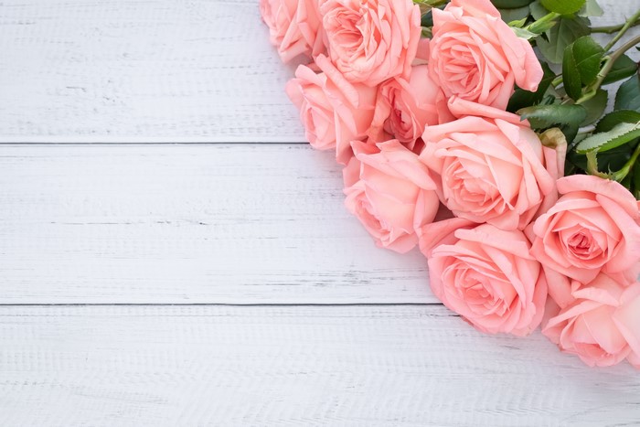 Pink Roses on White Wood Planks