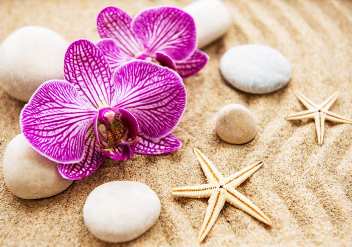 Orchids, Stones, Starfish, and Sand