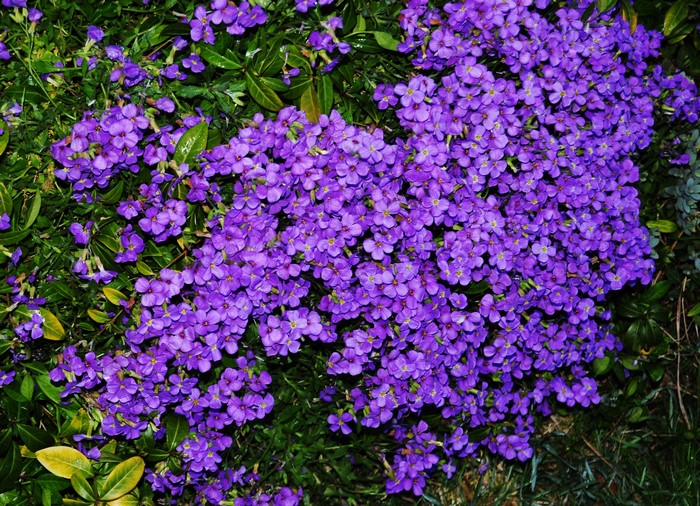 Aubretia flowers in bloom
