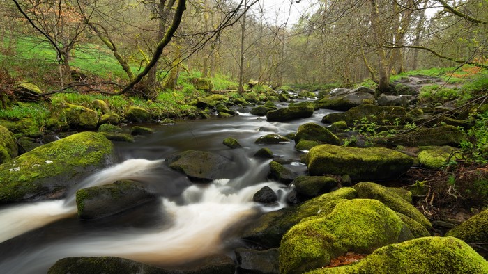 Mossy Stones in a Stream in Yorkshire, England