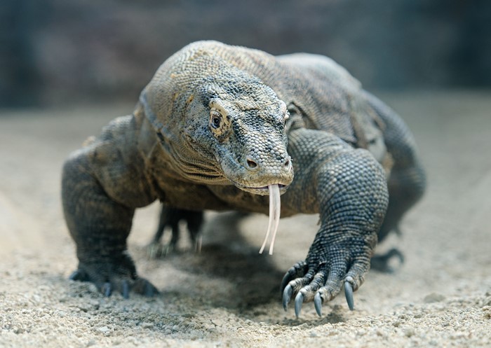 4K Komodo dragon with tongue out