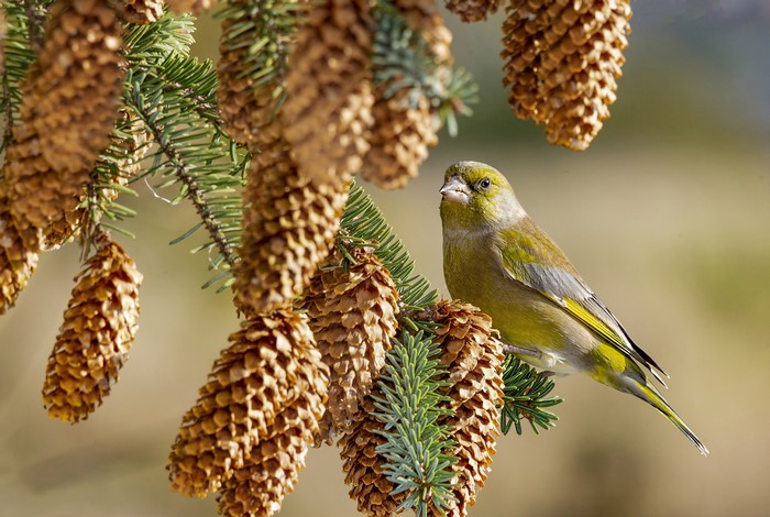 Greenfinch bird on a pine tree branch with cones