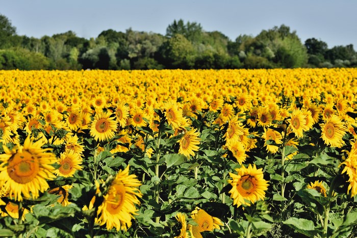 Field of Yellow Sunflowers