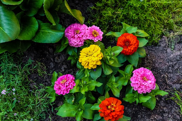 Zinnias in a Garden