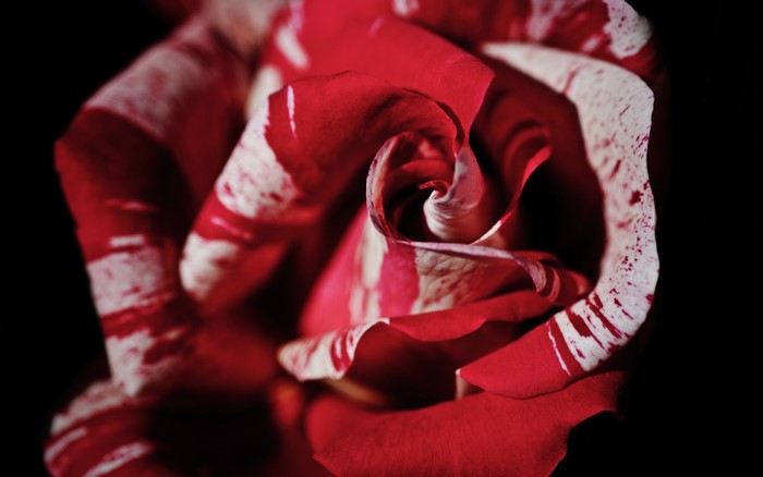 4K Red and White Striped Rose Closeup