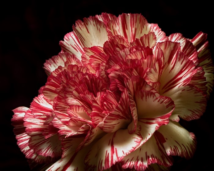 4K Carnations closeup on black background