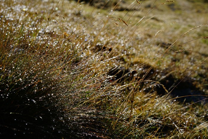 Grass with dew drops and bokeh