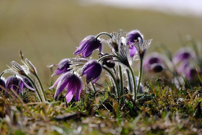 Pulsatilla flowers in closeup with bokeh